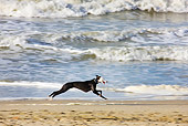 DOG 14 JS0003 01
Whippet Running On Beach Profile