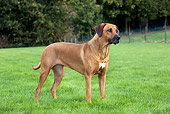 DOG 14 JS0004 01
Rhodesian Ridgeback Standing In Grass Field Profile