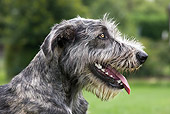 DOG 14 JS0005 01
Head Shot Of Irish Wolfhound Sitting In Grass Field