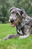 DOG 14 JS0006 01
Portrait Of Irish Wolfhound Laying On Grass Field