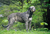 DOG 14 KH0045 01
Irish Wolfhound Standing On Grass Profile