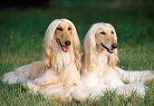 DOG 14 KH0049 01
Afghan Hounds Laying On Grass