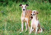 DOG 14 KH0050 01
Whippets Standing And Sitting In Grass Field