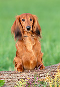DOG 14 KH0051 01
Longhaired Dachshund Leaning On Log