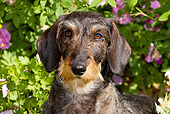 DOG 14 LS0003 01
Head Shot Of Wirehaired Dachshund By Purple Flowers