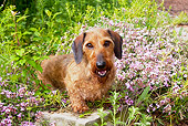 DOG 14 LS0004 01
Wirehaired Dachshund Standing On Stone By Purple Flowers