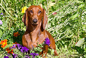 DOG 14 LS0007 01
Dachshund Standing In Purple And Orange Flowers