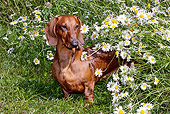 DOG 14 LS0008 01
Dachshund Standing On Grass By Daisies