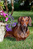 DOG 14 LS0009 01
Dachshund Standing On Grass By Flower Planter