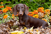 DOG 14 LS0010 01
Dachshund Sitting In Leaves By Orange Chrysanthemums
