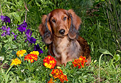 DOG 14 LS0012 01
Long-Haired Standard Dachshund Sitting In Marigolds
