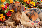 DOG 14 LS0013 01
Tan Mini Dachshund Sitting In Burlap Feed Bag By Orange Zinnias