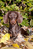 DOG 14 LS0014 01
Miniature Dachshund Sitting In Autumn Leaves