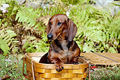 DOG 14 LS0015 01
Dachshund Sitting In Picnic Basket Among Ferns