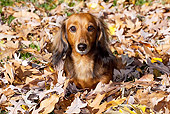 DOG 14 LS0016 01
Miniature Longhair Dachshund Laying In Oak Leaves