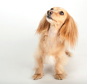 DOG 14 MR0002 01
Longhair Dachshund Standing On White Seamless
