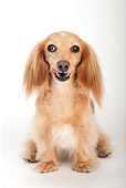 DOG 14 MR0003 01
Longhair Dachshund Sitting On White Seamless Licking Lips