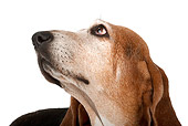 DOG 14 MR0004 01
Head Shot Of Basset Hound On White Seamless