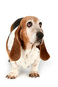 DOG 14 MR0005 01
Basset Hound Standing On White Seamless
