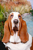 DOG 14 NR0022 01
Head Shot Of Basset Hound Sitting