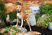 DOG 14 NR0023 01
Basenji Standing On Dirt By Rocks And Shrubs