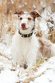 DOG 14 NR0024 01
Lurcher Laying On Snow And Dry Grass