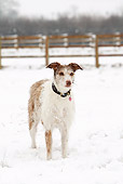 DOG 14 NR0025 01
Lurcher Standing In Snow
