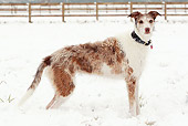DOG 14 NR0026 01
Lurcher Standing In Snow