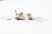 DOG 14 NR0027 01
Lurcher Rolling In Snow