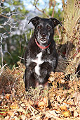 DOG 14 NR0028 01
Lurcher Sitting In Fallen Leaves