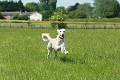 DOG 14 NR0029 01
Lurcher Running Through Grass Field