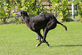 DOG 14 NR0031 01
Greyhound Running Through Field Profile
