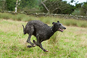 DOG 14 NR0032 01
Scottish Deerhound Running Through Field