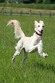 DOG 14 NR0033 01
Lurcher Running Through Field