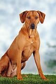 DOG 14 PE0003 01
Rhodesian Ridgeback Sitting In Grass