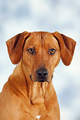 DOG 14 PE0004 01
Head Shot Of Rhodesian Ridgeback