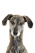 DOG 14 PE0007 01
Head Shot Of Sloughi Sitting On White Seamless