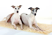 DOG 14 PE0013 01
Two Whippets Laying On Fur Rug On White Seamless