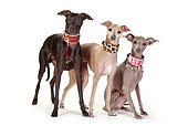 DOG 14 PE0014 01
Three Italian Greyhounds Of Different Coat Colors On White Seamless