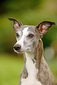 DOG 14 PE0015 01
Head Shot Of Whippet On Grass