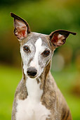 DOG 14 PE0016 01
Head Shot Of Whippet On Grass