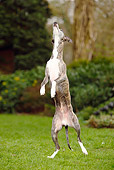 DOG 14 PE0017 01
Whippet Jumping On Grass