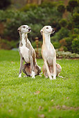 DOG 14 PE0018 01
Two Whippets Sitting On Grass