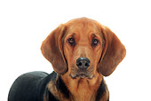 DOG 14 PE0019 01
Close-Up Of Polish Hound Standing On White Seamless