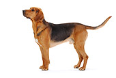 DOG 14 PE0020 01
Polish Hound Standing On White Seamless Profile