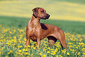 DOG 14 SS0004 01
Rhodesian Ridgeback Standing In Field Of Dandelions