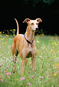 DOG 14 SS0012 01
Spanish Greyhound Standing In Field Of Wildflowers