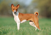 DOG 14 SS0013 01
Basenji Standing On Grass