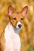 DOG 14 SS0014 01
Head Shot Of Basenji Sitting