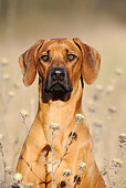 DOG 14 SS0015 01
Close-Up Of Rhodesian Ridgeback Sitting In Meadow